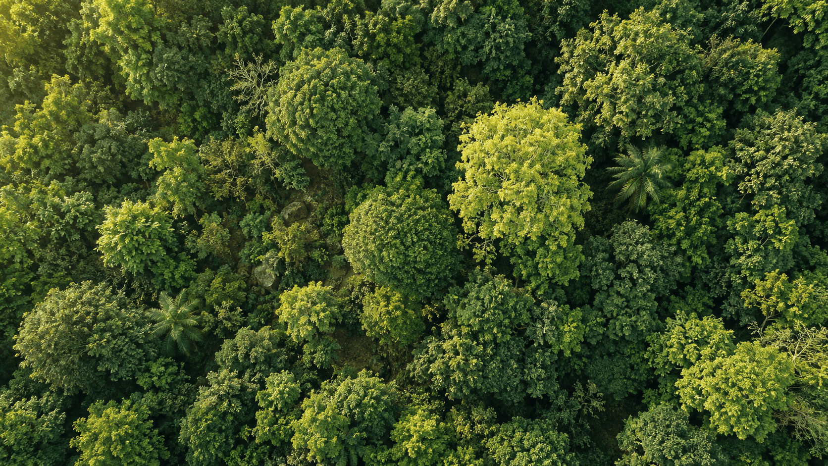 Aerial view of a forest canopy captured by drone